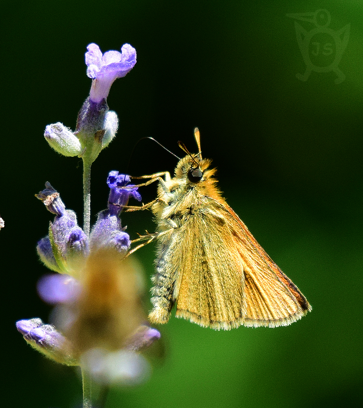 SOUMRAČNÍK ČÁREČKOVANÝ 2 (Thymelicus lineola)