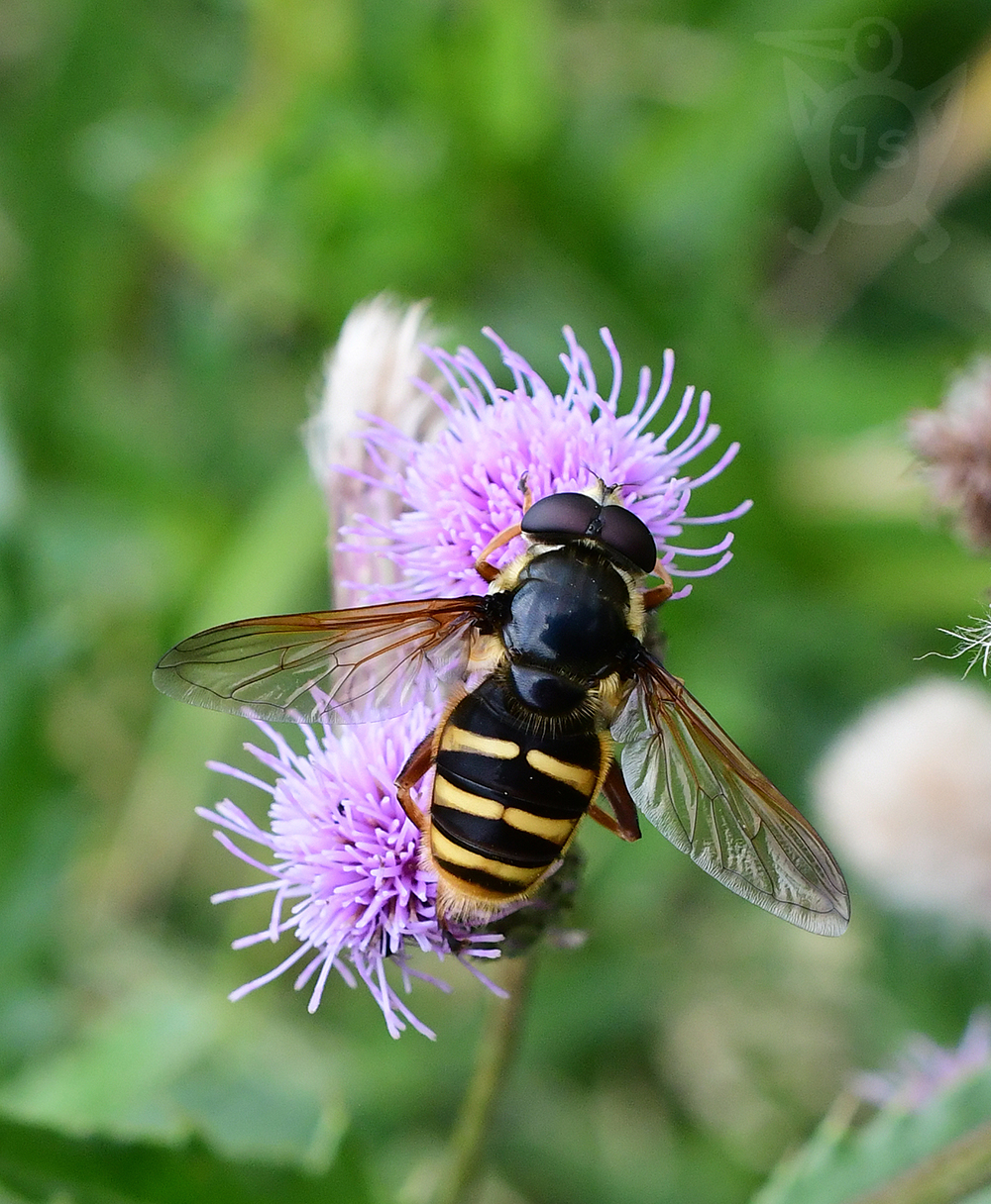 PESTŘENKA TICHÁ 1 (Sericomyia silentis)  