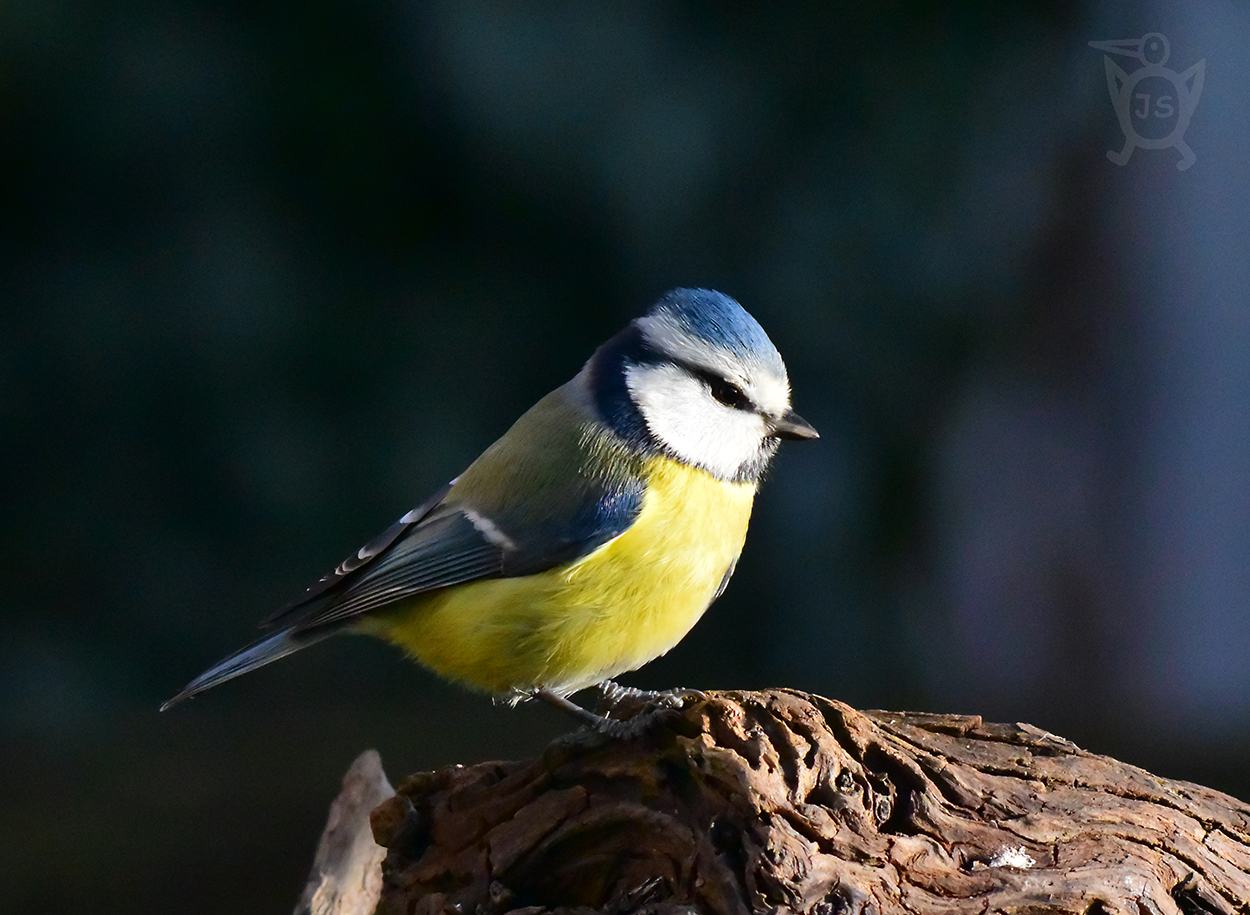 SÝKORA MODŘINKA 1 (Cyanistes caeruleus)