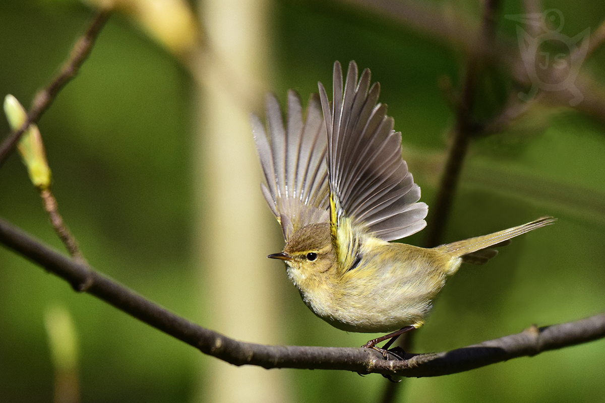 BUDNÍČEK MENŠÍ 2 (Phylloscopus collybita)