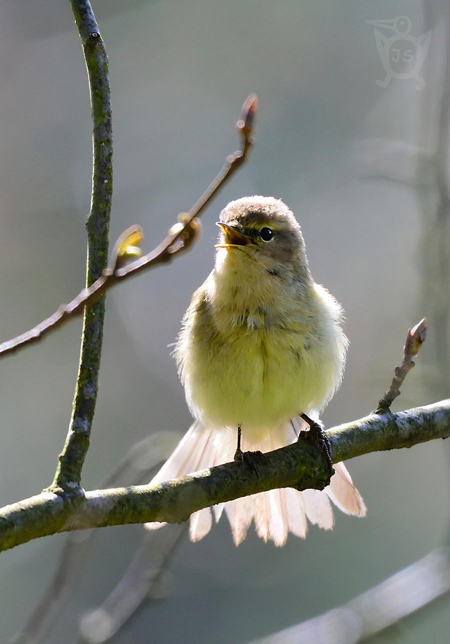 BUDNÍČEK LESNÍ asi? (Phylloscopus sibilatrix) 