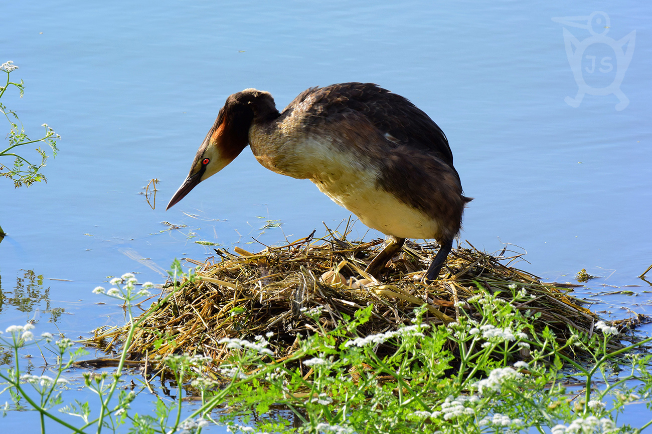 POTÁPKA ROHÁČ 2 (Podiceps cristatus)