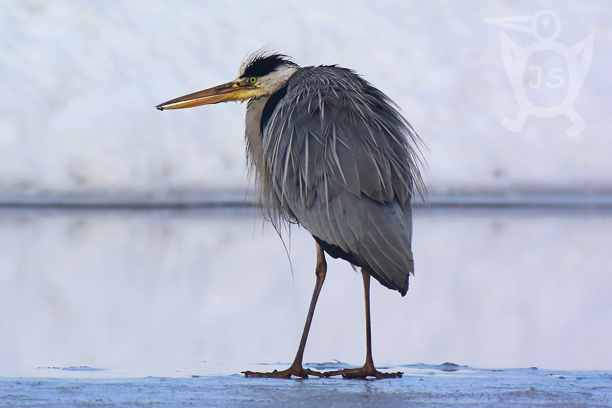 VOLAVKA POPELAVÁ 6 (Ardea cinerea)