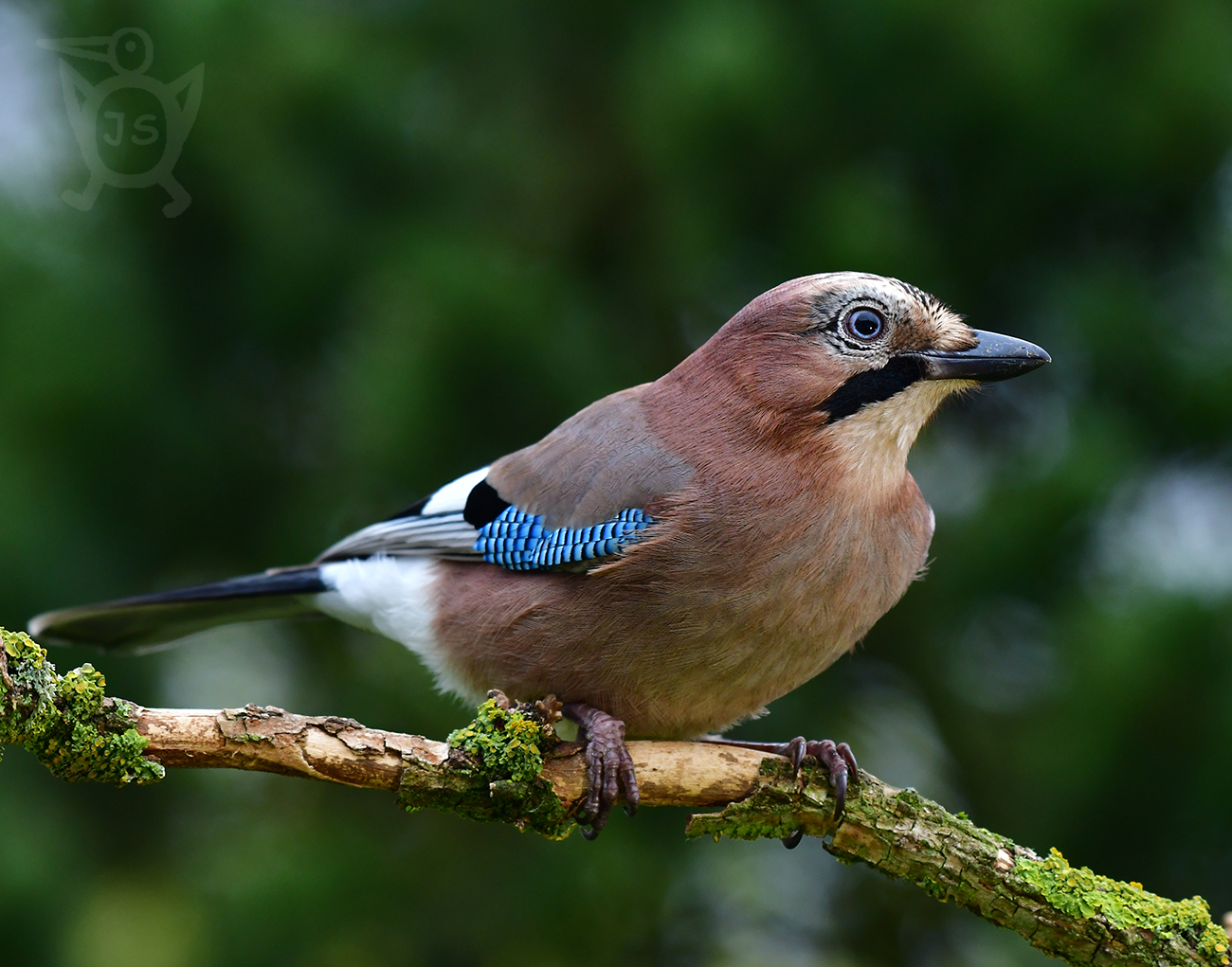 SOJKA OBECNÁ 4 (Garrulus glandarius)