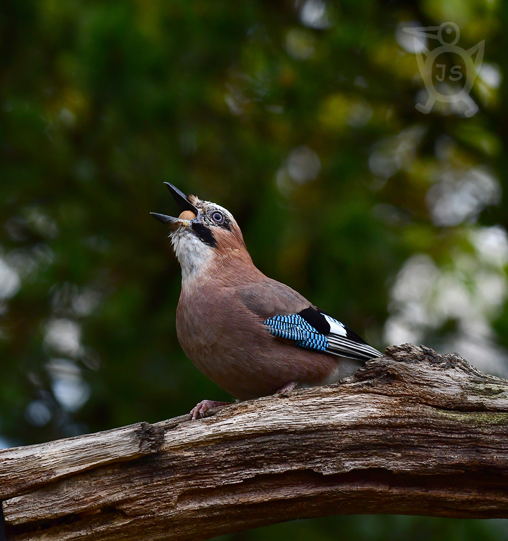 SOJKA OBECNÁ 5 (Garrulus glandarius)