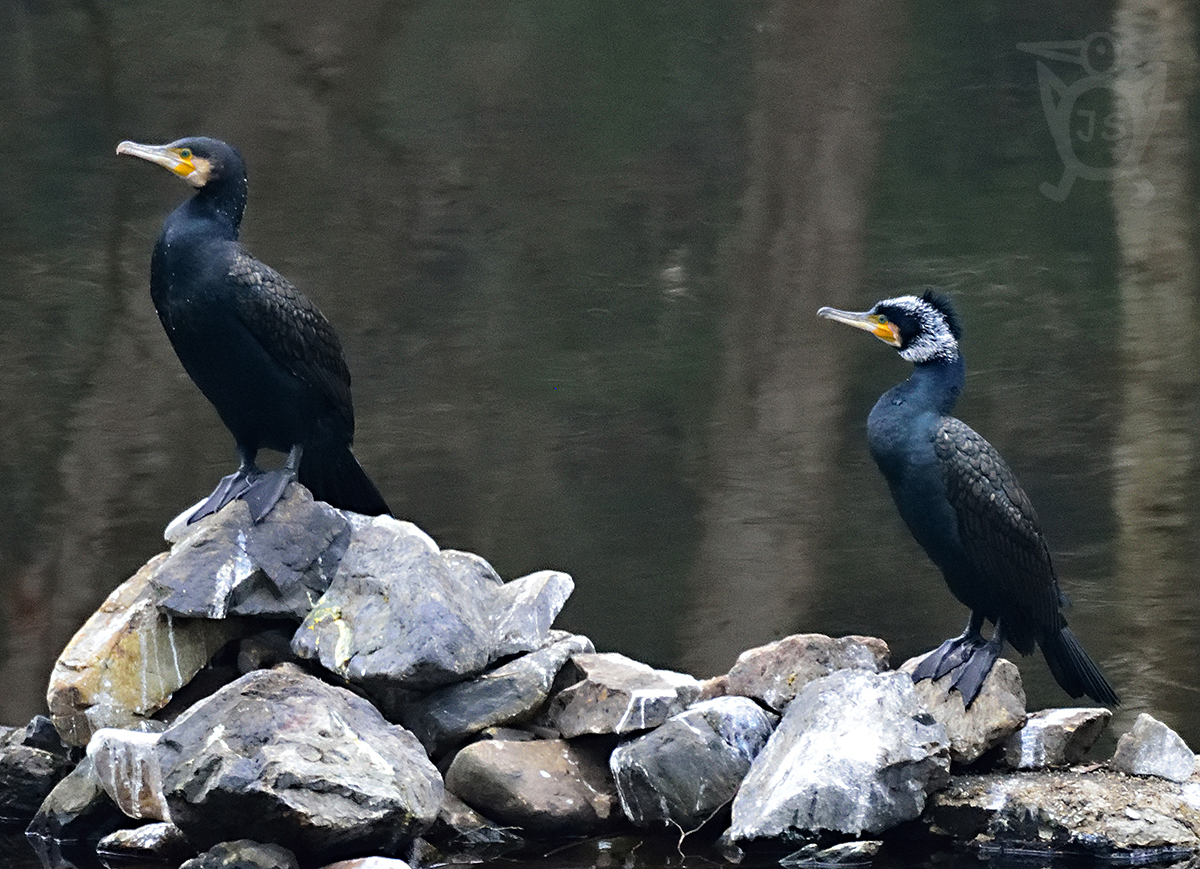 KORMORÁN VELKÝ 2 (Phalacrocorax carbo)