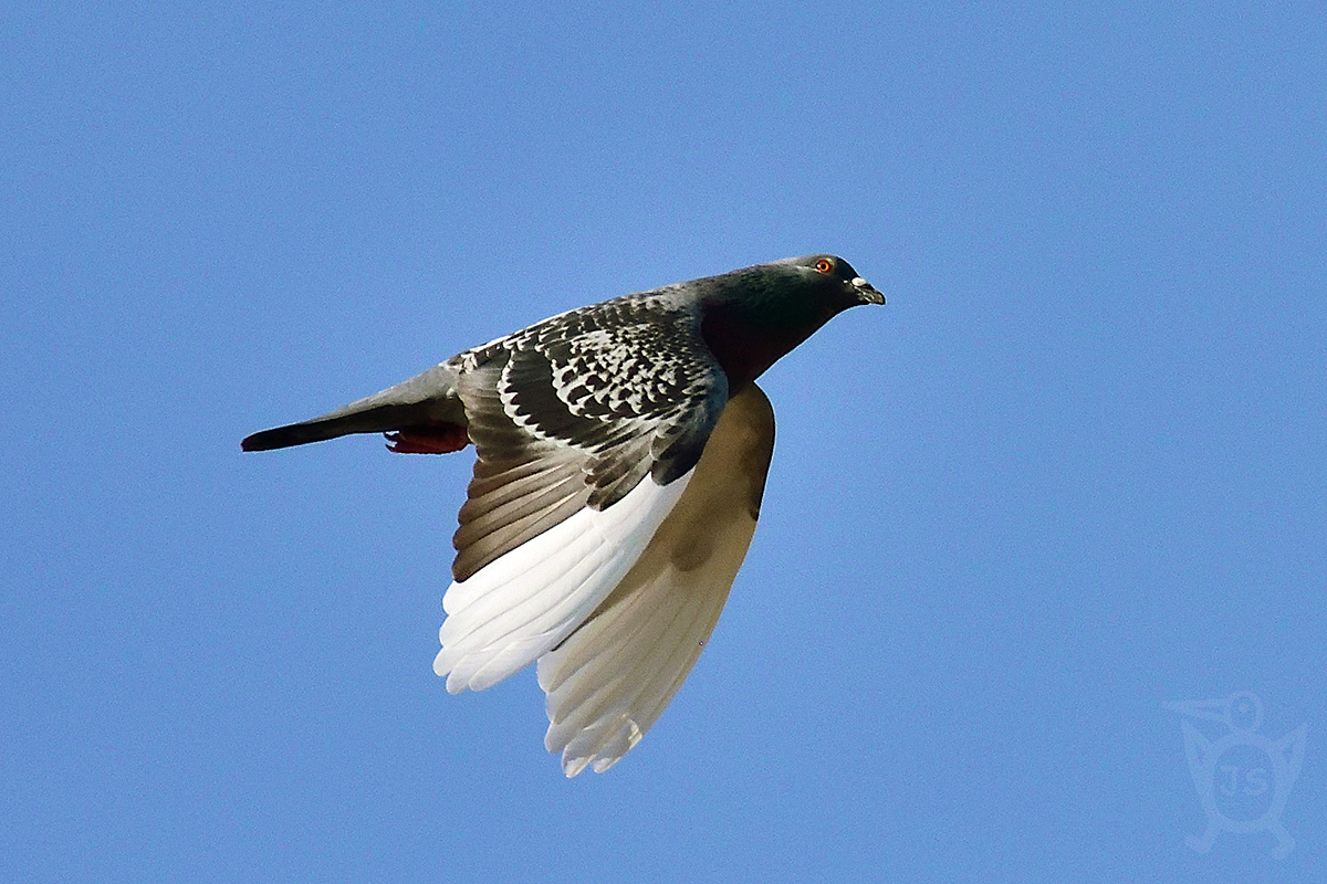 HOLUB DOUPŇÁK 2 (Columba oenas)