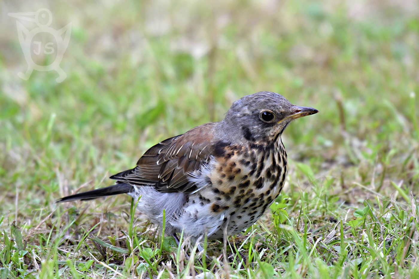 DROZD KVÍČALA 2 (Turdus pilaris)