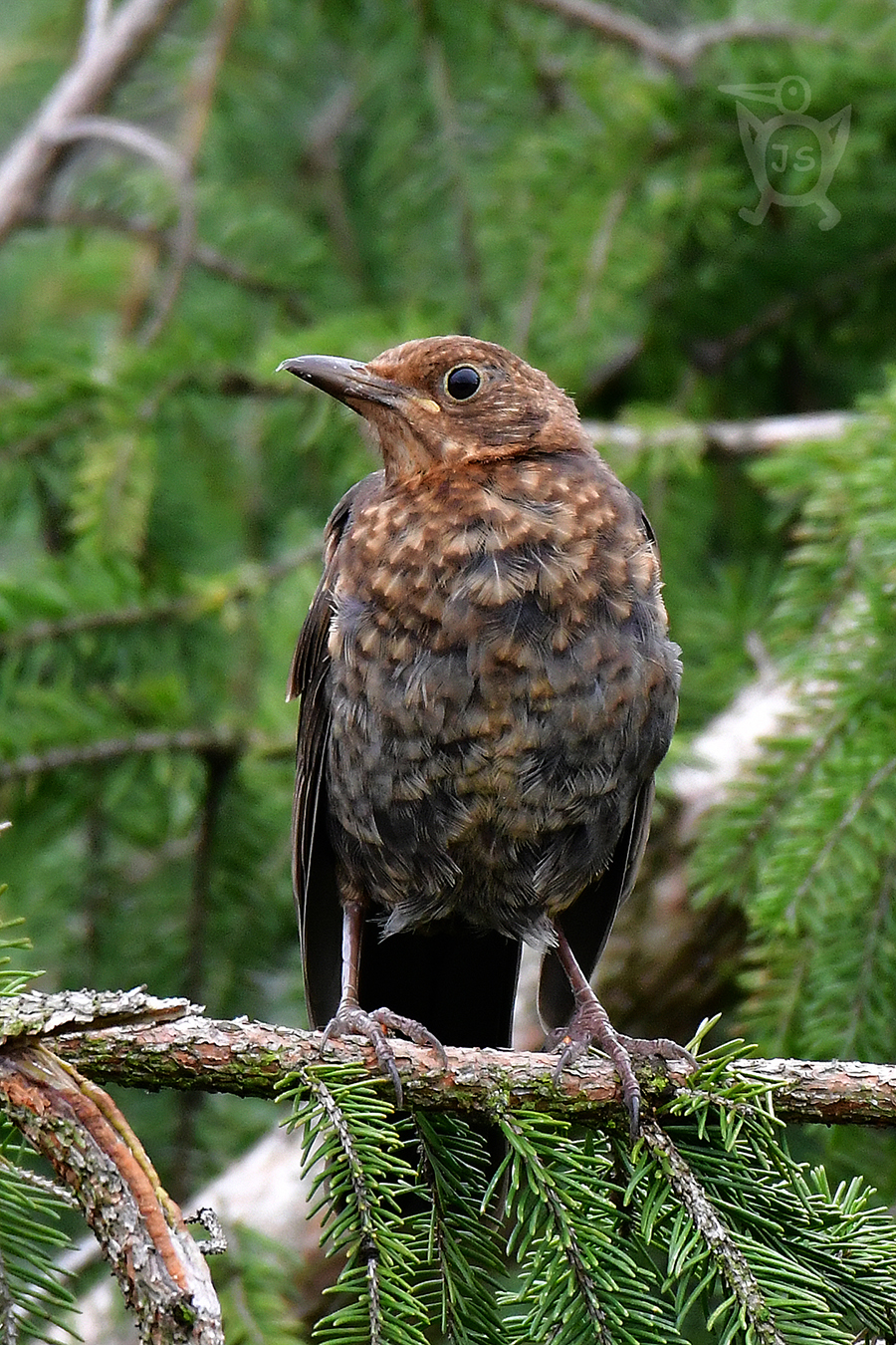 KOS ČERNÝ 5 (Turdus merula) 