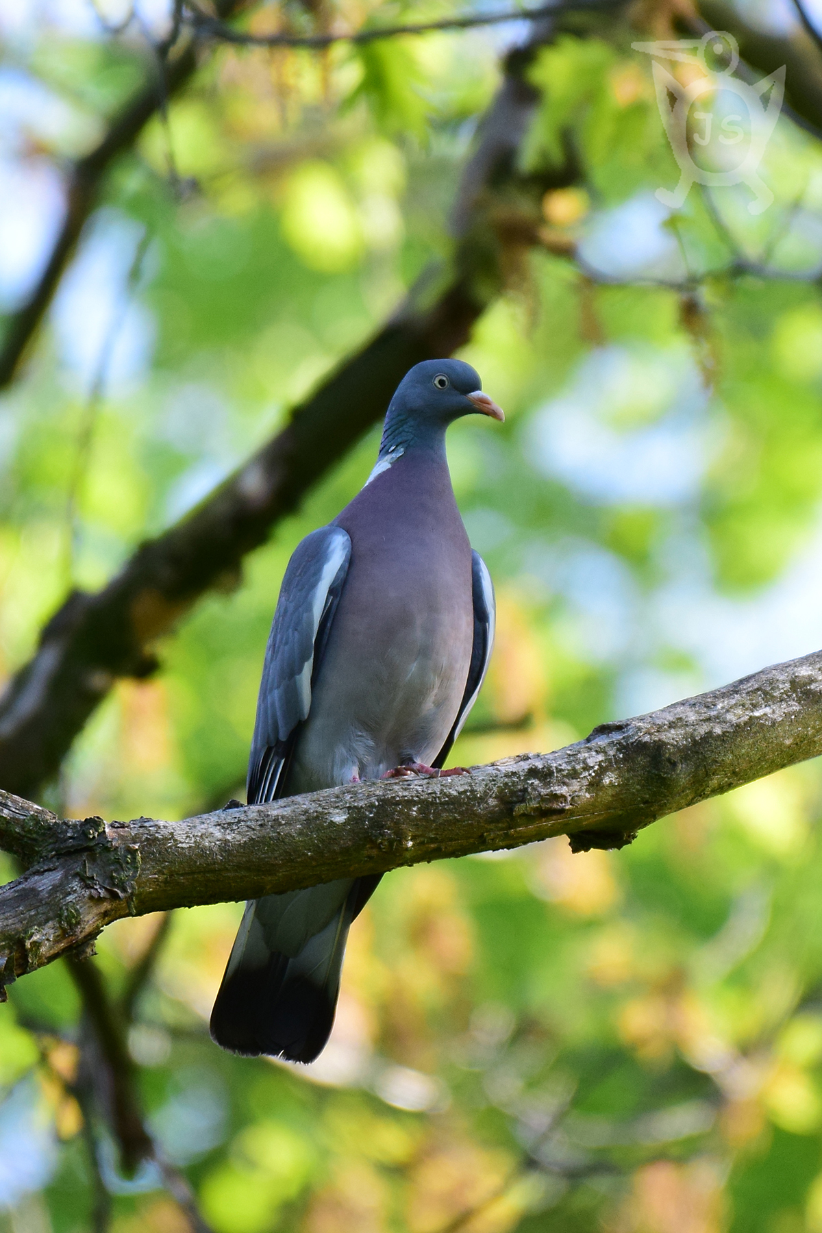 HOLUB HŘIVNÁČ 2 (Columba palumbus)