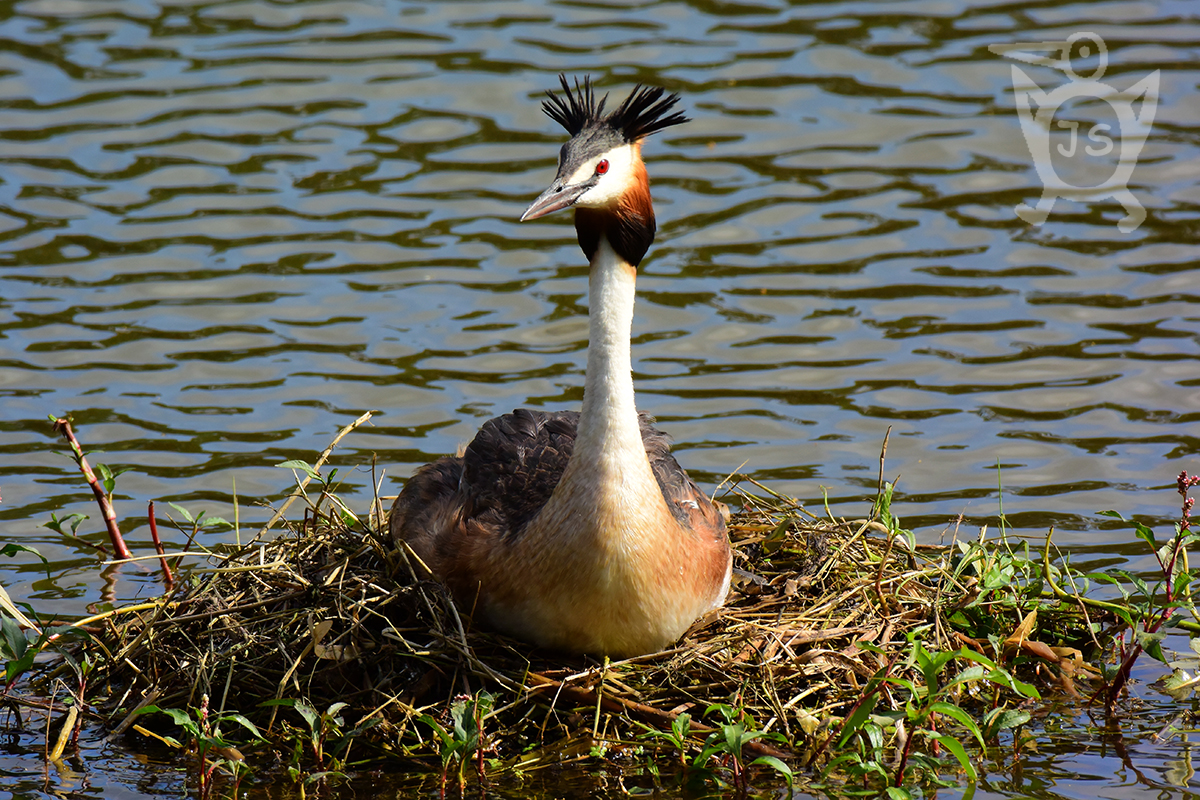 POTÁPKA ROHÁČ 4 (Podiceps cristatus)