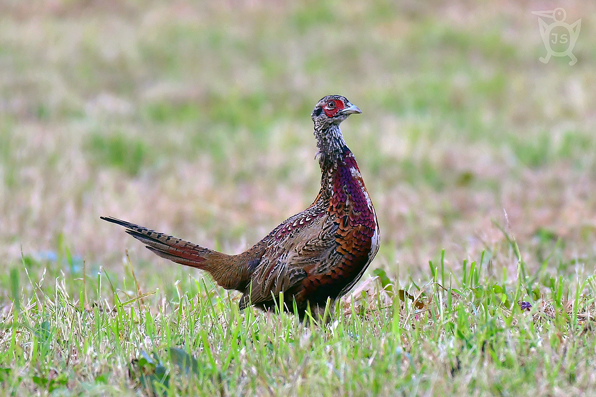 BAŽANT OBECNÝ 2 (Phasianus colchicus)