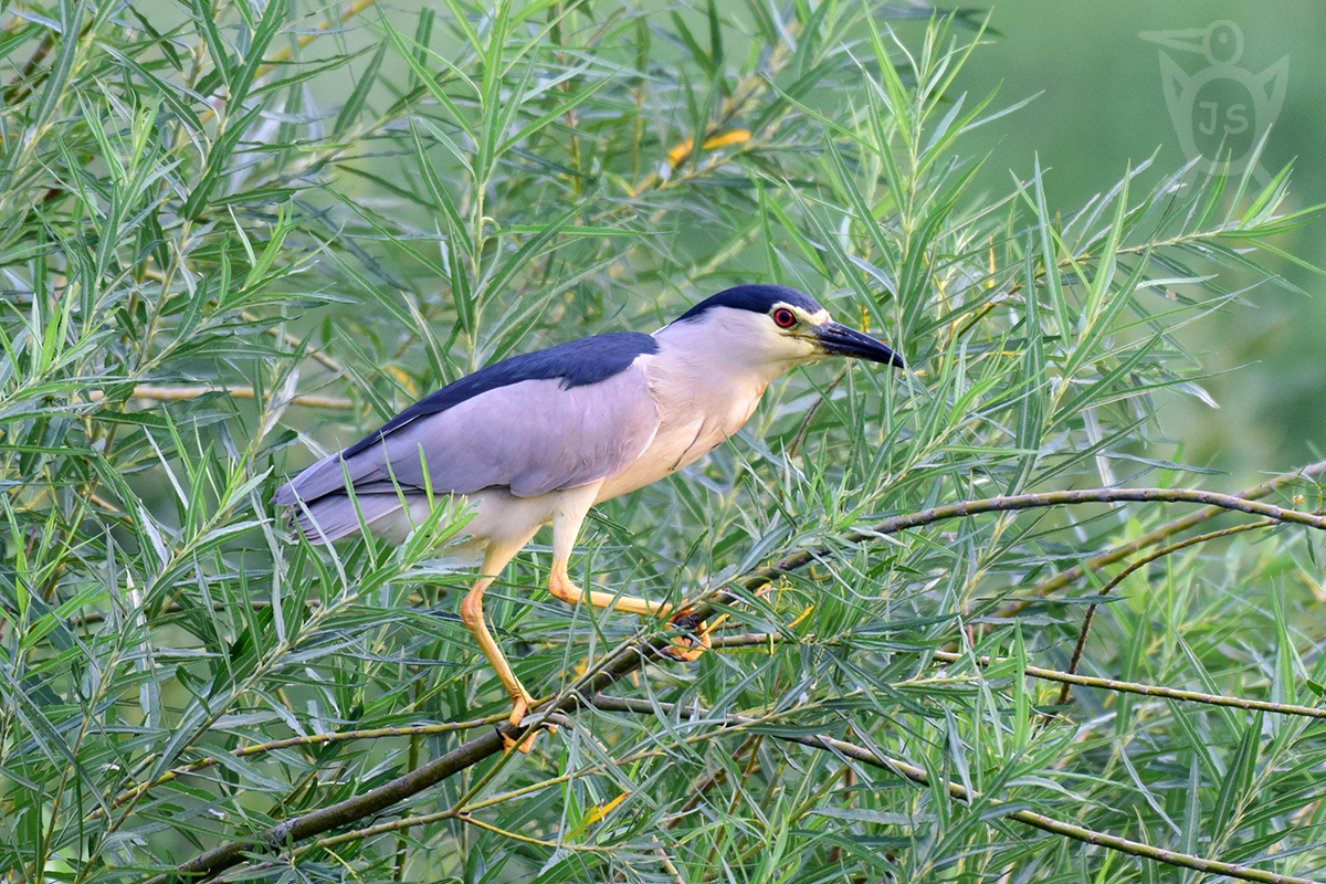 KVAKOŠ NOČNÍ 2 (Nycticorax nycticorax)