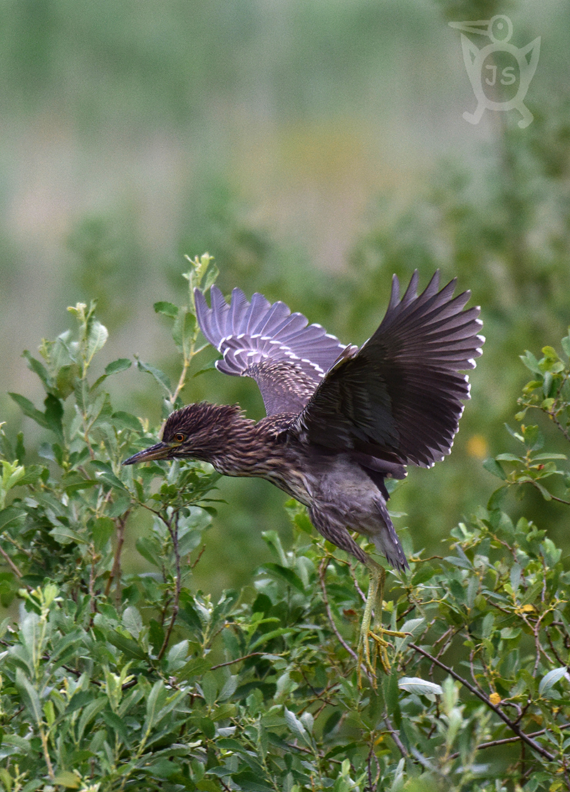 KVAKOŠ NOČNÍ 3 (Nycticorax nycticorax) mládě