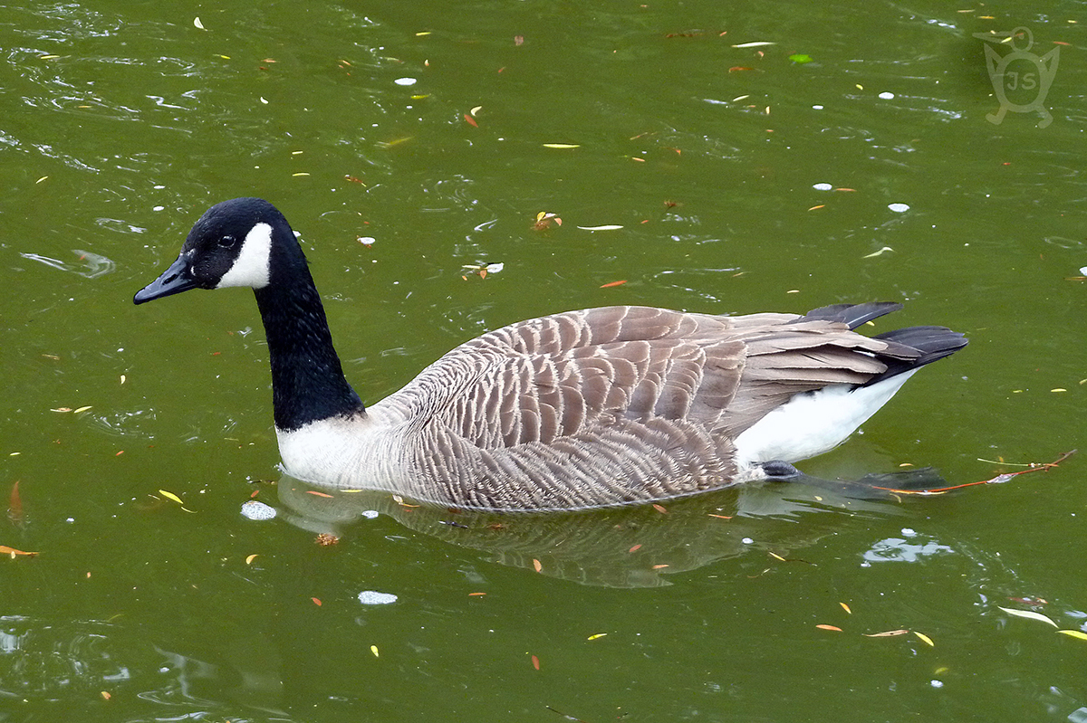 BERNEŠKA VELKÁ 1 (Branta canadensis)