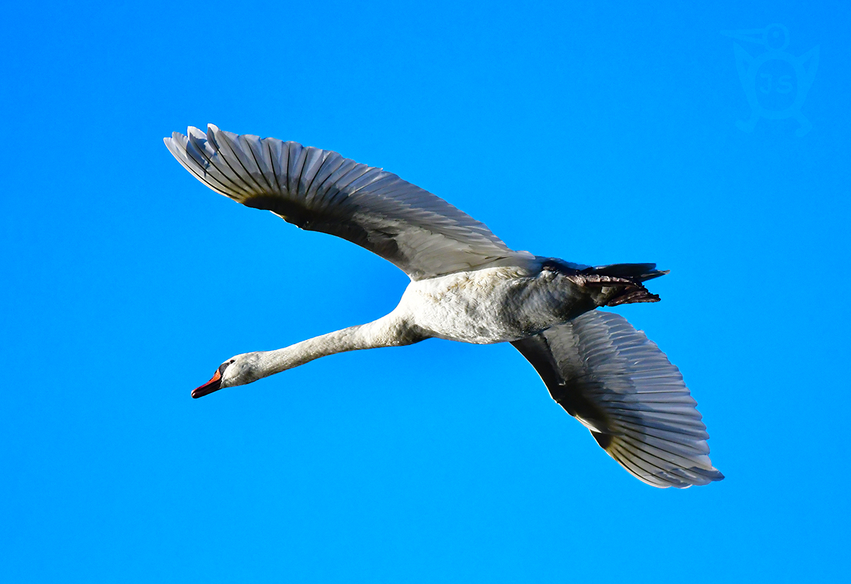 LABUŤ VELKÁ 3 (Cygnus olor)