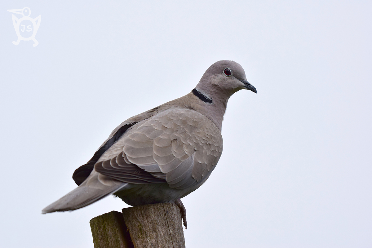 HRDLIČKA ZAHRADNÍ 2 (Streptopelia decaocto)