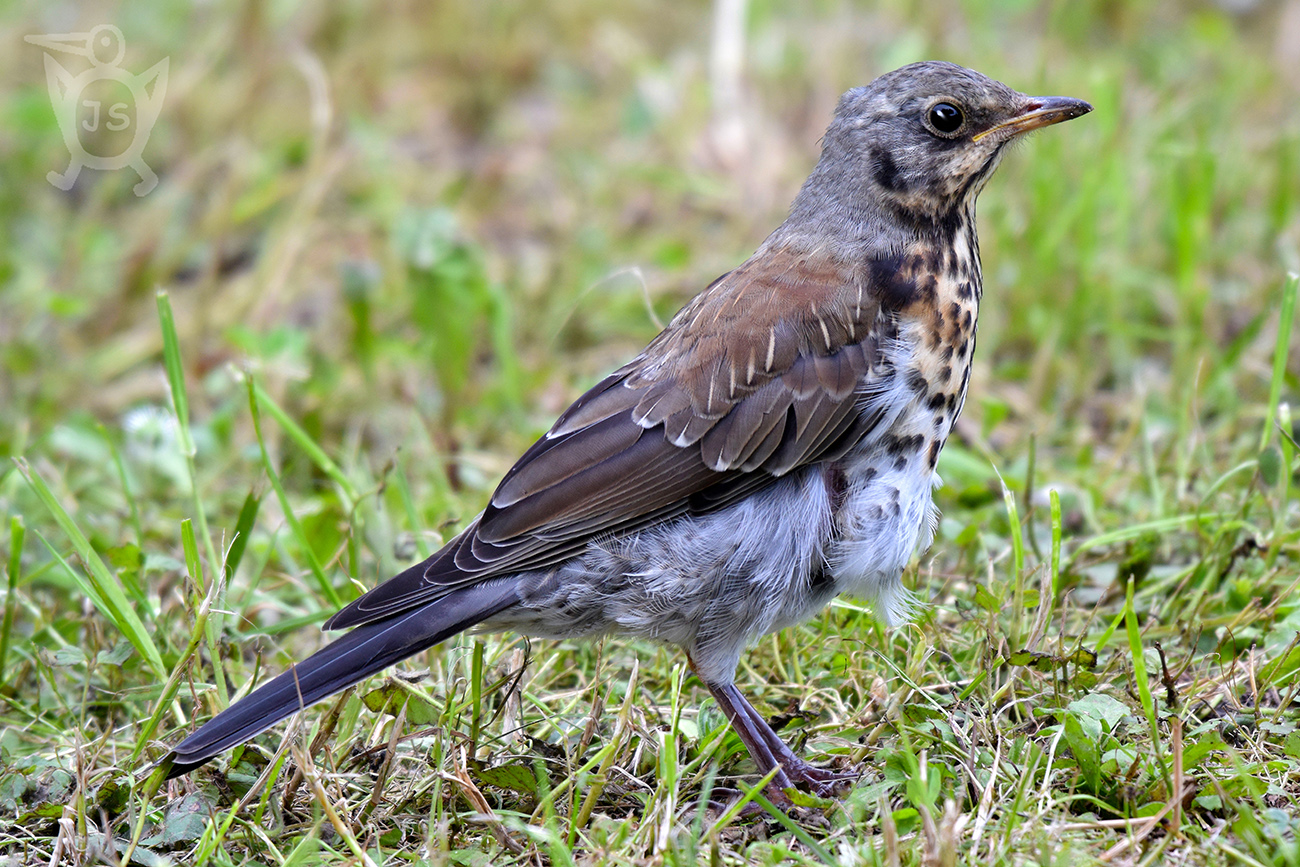 DROZD KVÍČALA 3 (Turdus pilaris)