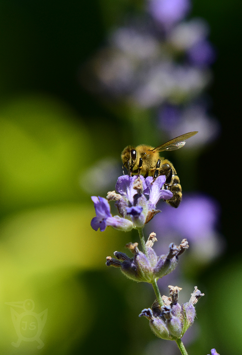 VČELA MEDONOSNÁ 1 (Apis mellifera)