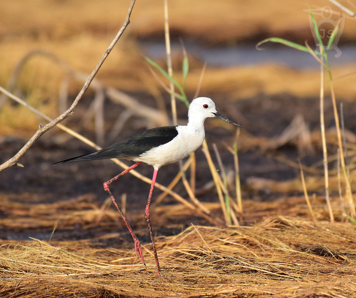 PISILA ČÁPONOHÁ 3 (Himantopus himantopus)