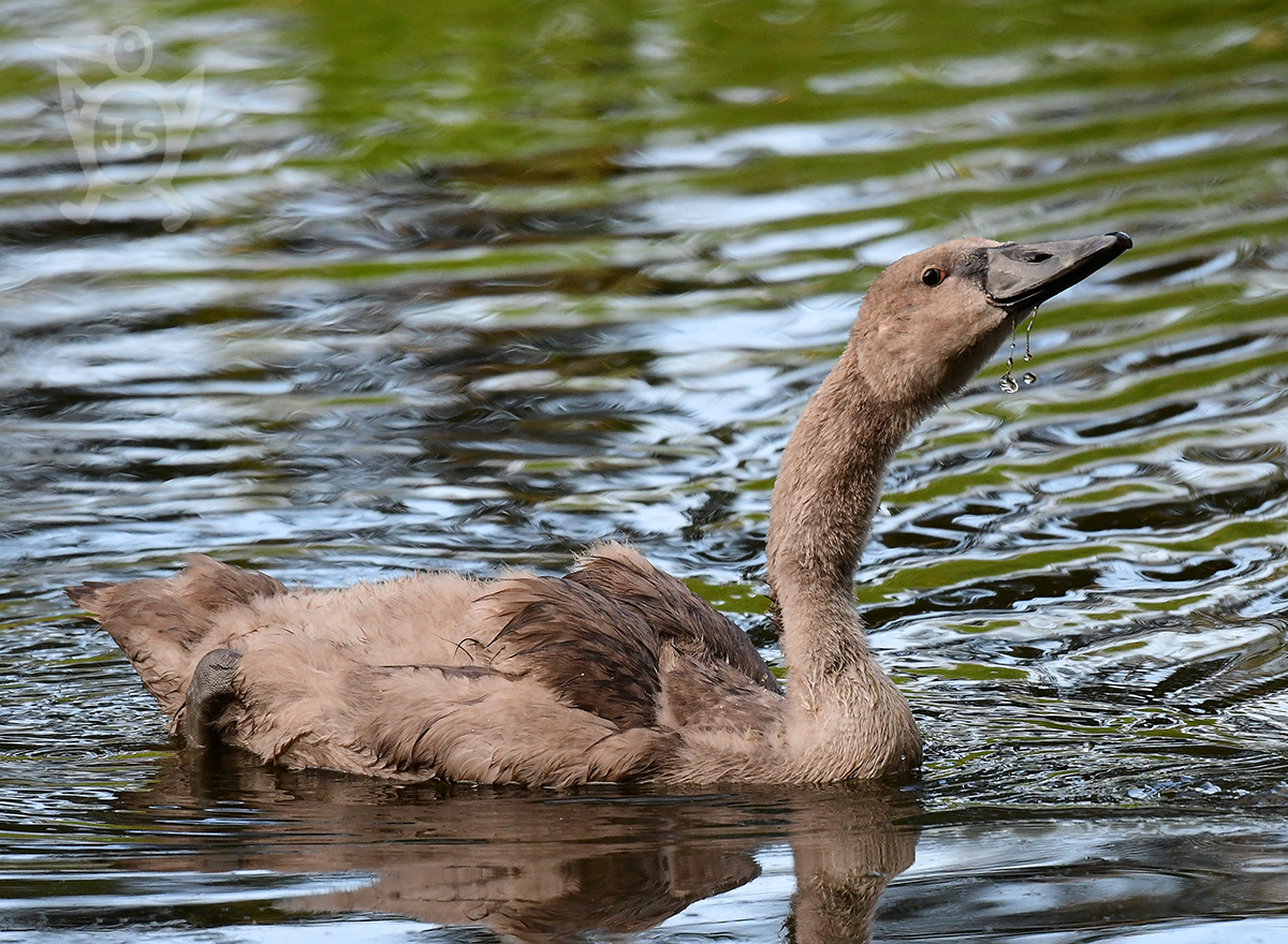 LABUŤ VELKÁ 4 (Cygnus olor)