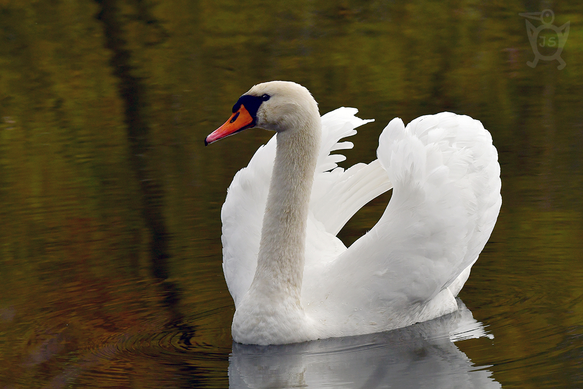 LABUŤ VELKÁ 7 (Cygnus olor)