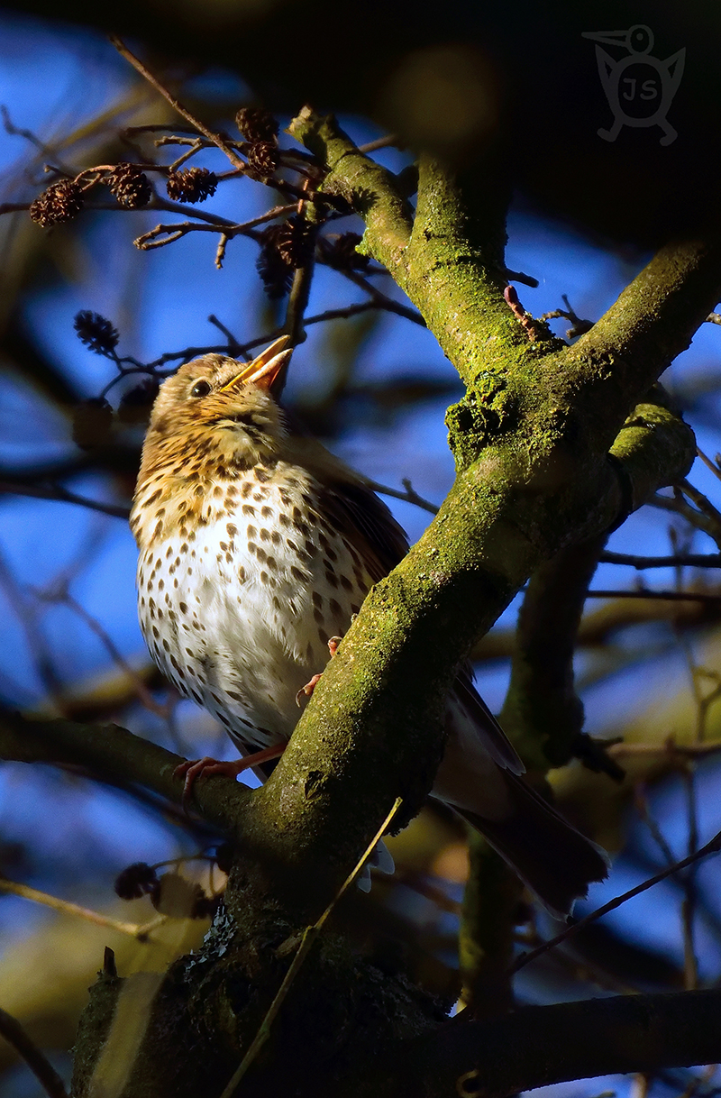 DROZD ZPĚVNÝ 2 (Turdus philomelos)