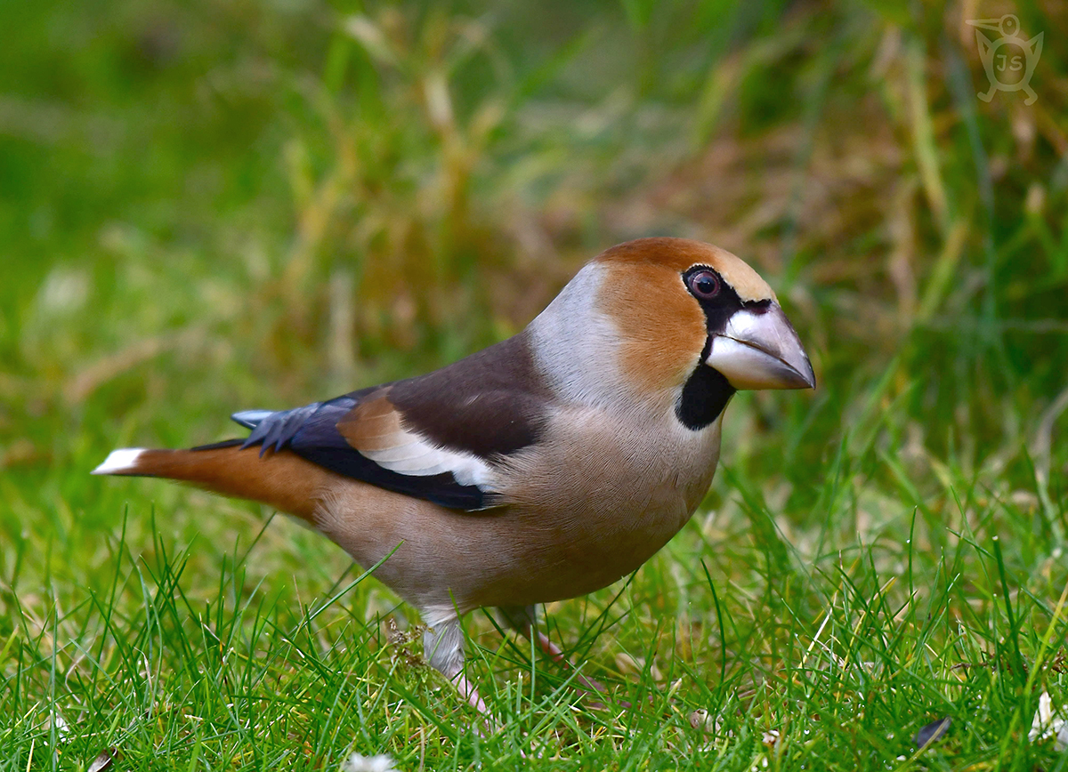 DLASK TLUSTOZOBÝ 4 (Coccothraustes coccothraustes)