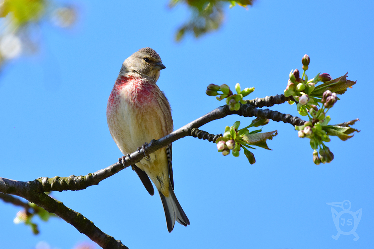 KONOPKA OBECNÁ 1 (Carduelis cannabina)