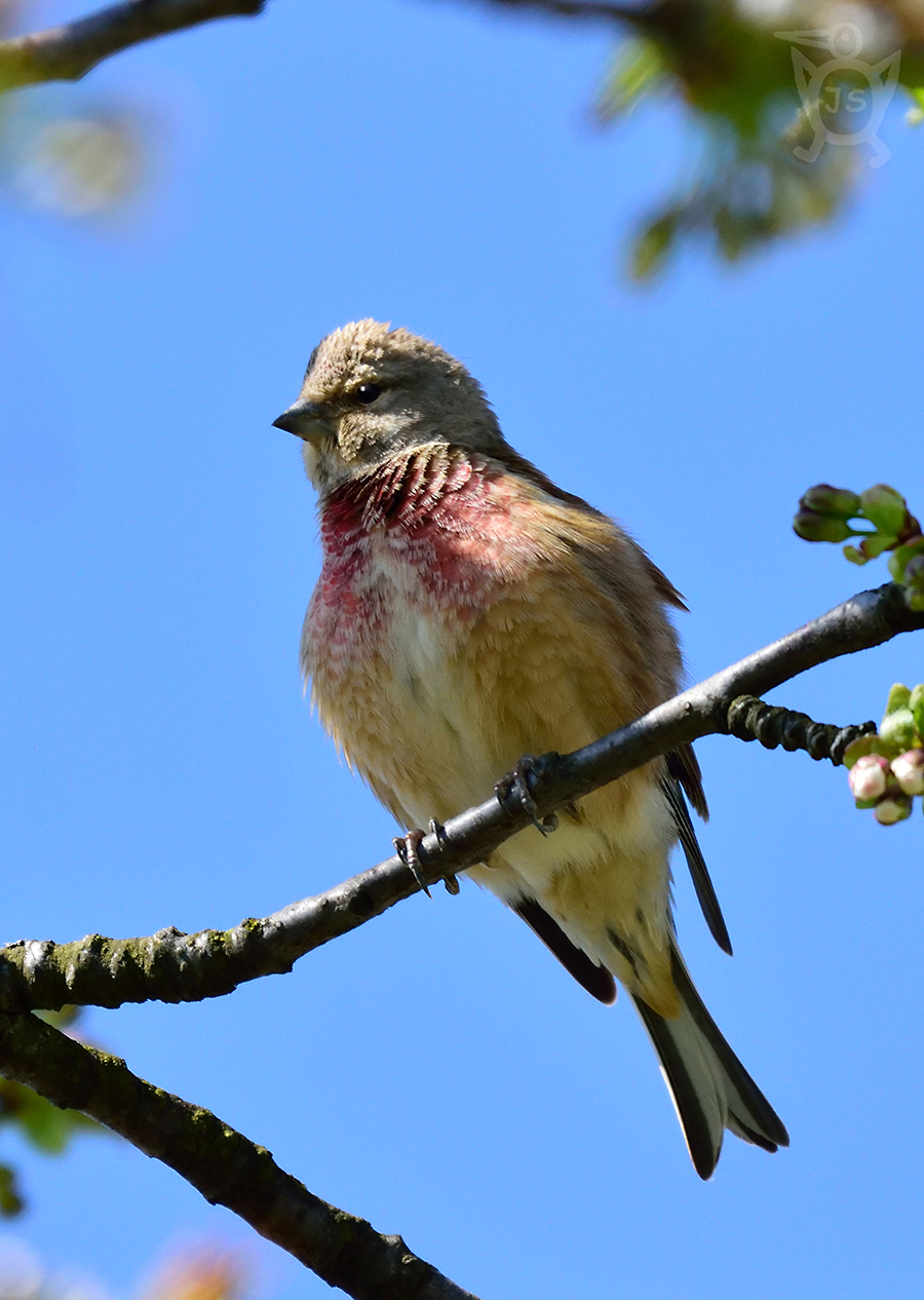 KONOPKA OBECNÁ 2 (Carduelis cannabina)