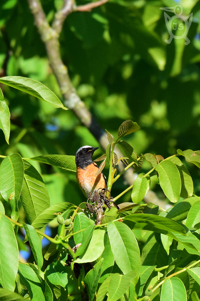 REHEK ZAHRADNÍ 3 (Phoenicurus phoenicurus)