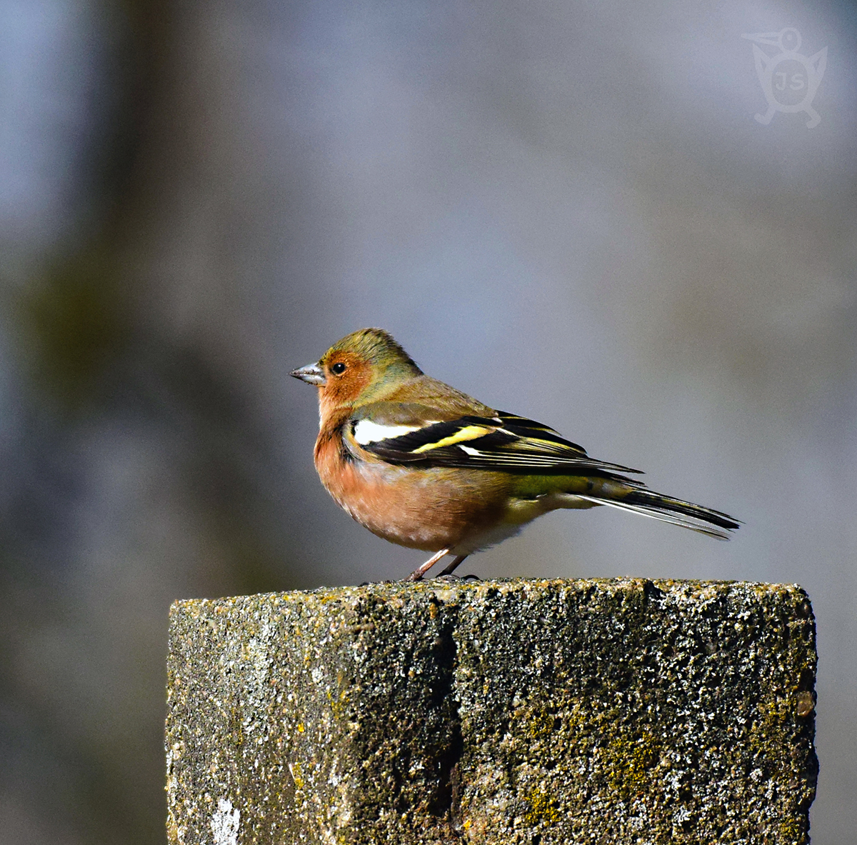 PĚNKAVA OBECNÁ 3  (Fringilla coelebs)