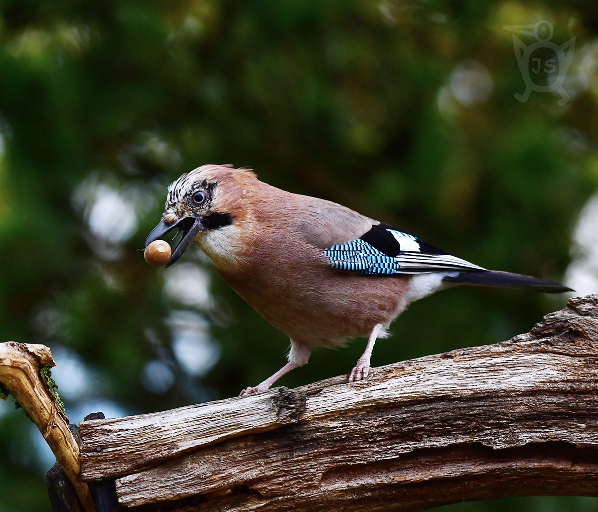 SOJKA OBECNÁ 1 (Garrulus glandarius)