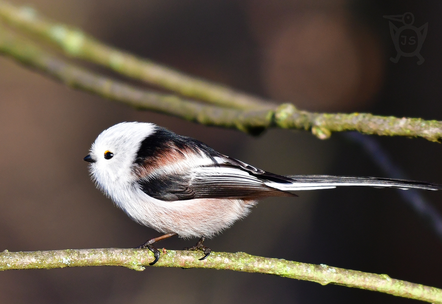 MLYNAŘÍK DLOUHOOCASÝ SEVEROEVROPSKÝ 1 (Aegithalos caudatus)