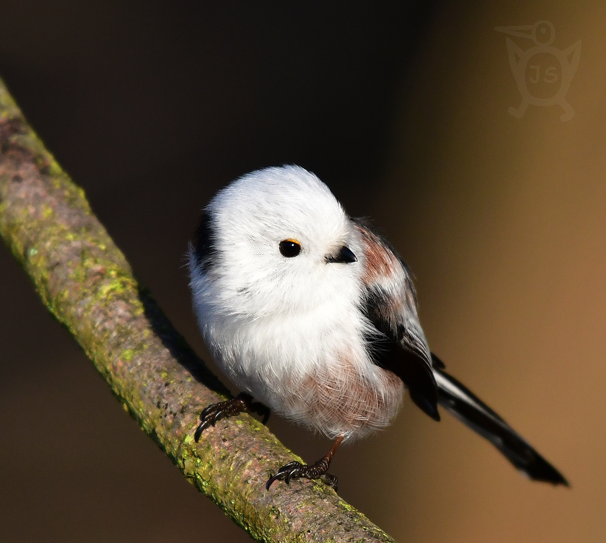 MLYNAŘÍK DLOUHOOCASÝ SEVEROEVROPSKÝ 2 (Aegithalos caudatus)