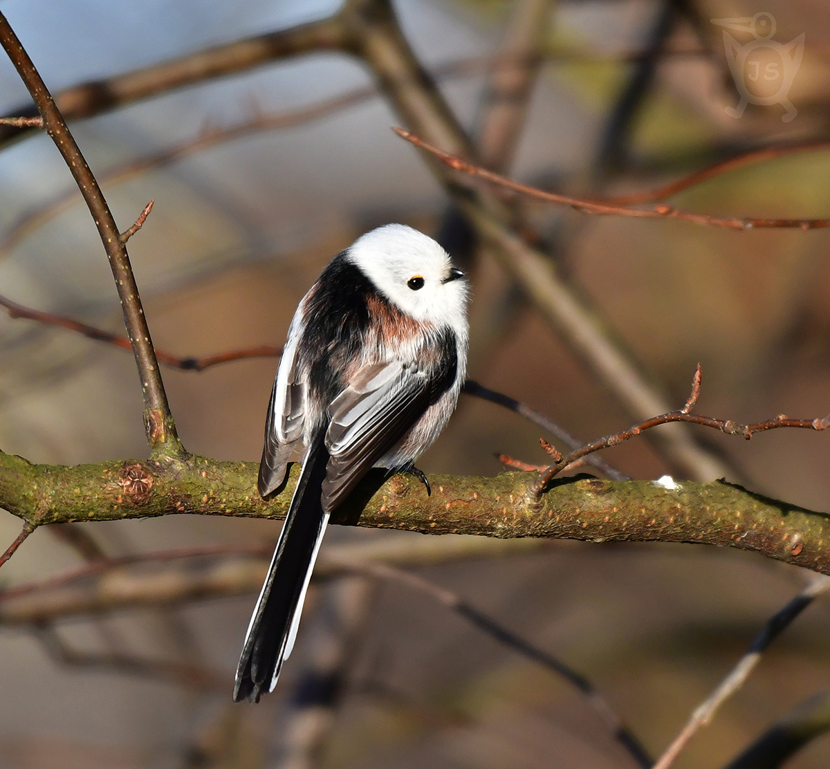 MLYNAŘÍK DLOUHOOCASÝ 3 (Aegithalos caudatus)