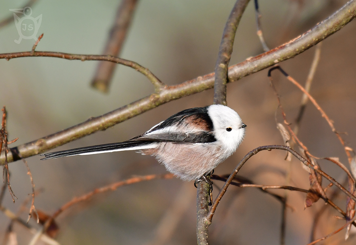 MLYNAŘÍK DLOUHOOCASÝ SEVEROEVROPSKÝ 4 (Aegithalos caudatus)