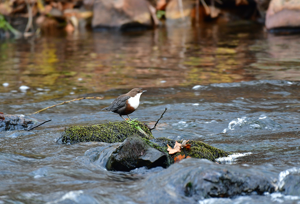 SKOREC VODNÍ 1 (Cinclus cinclus)