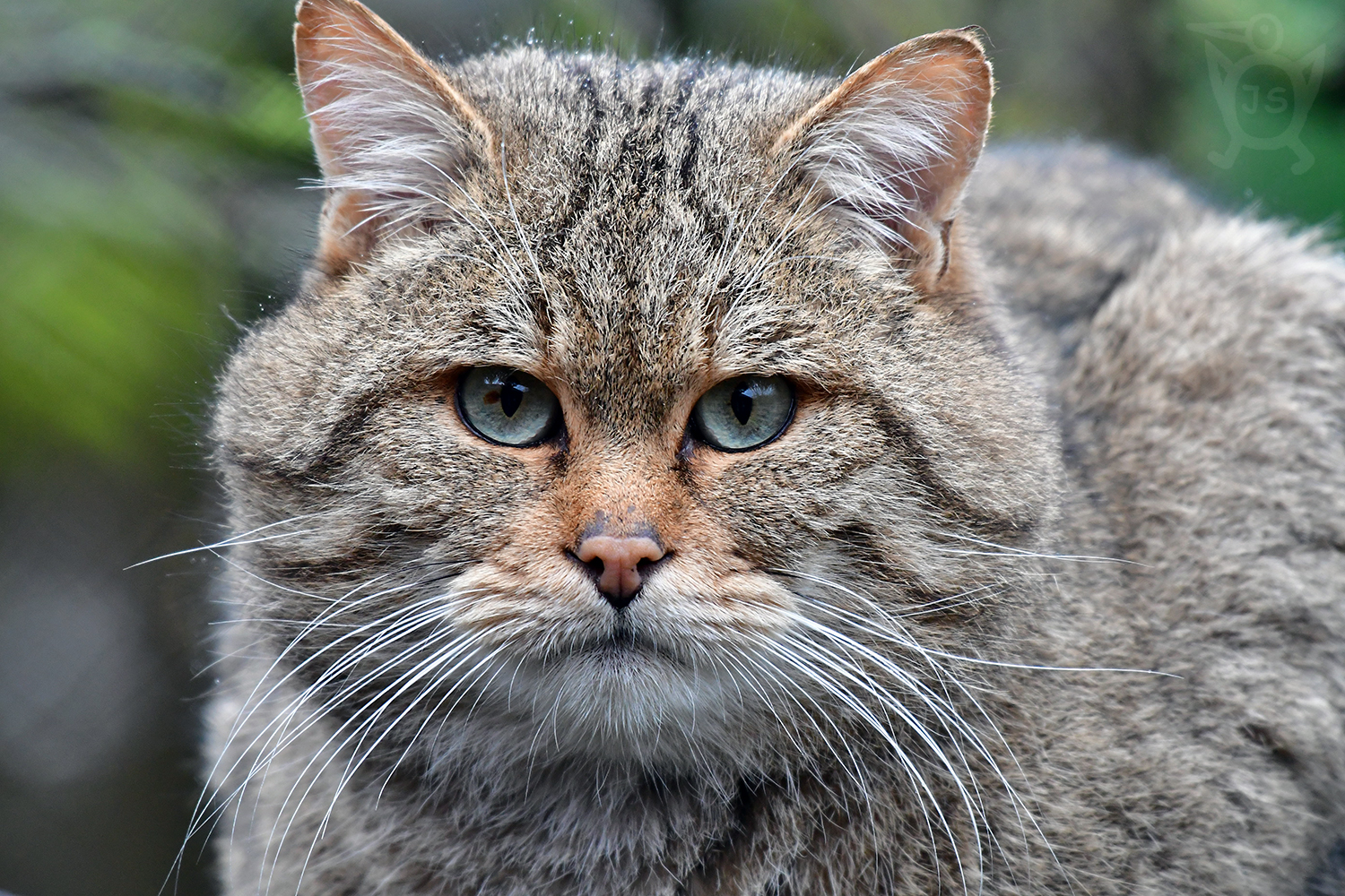 KOČKA DIVOKÁ 1 (Felis silvestris)