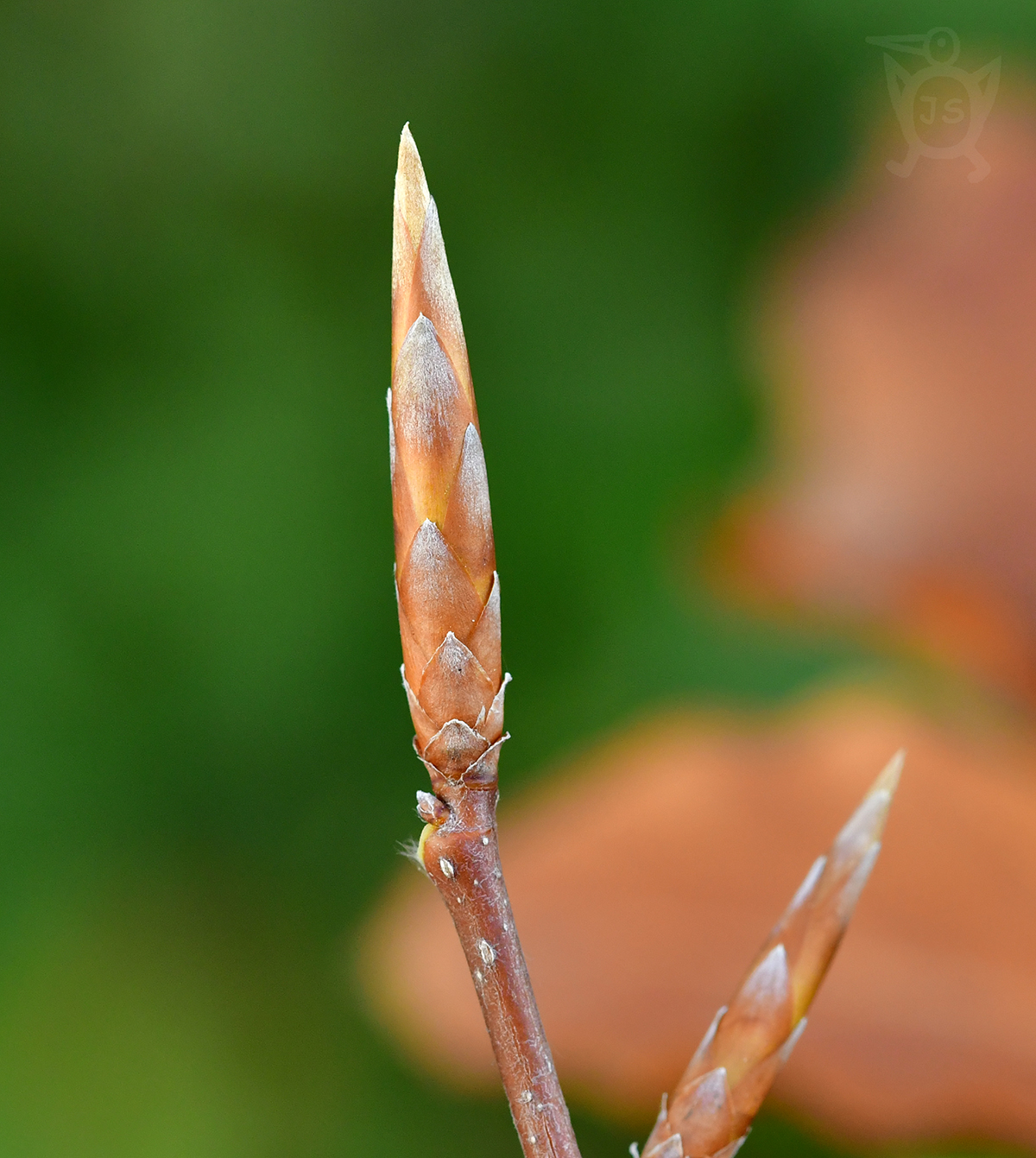 BUK LESNÍ 1 (Fagus sylvatica)