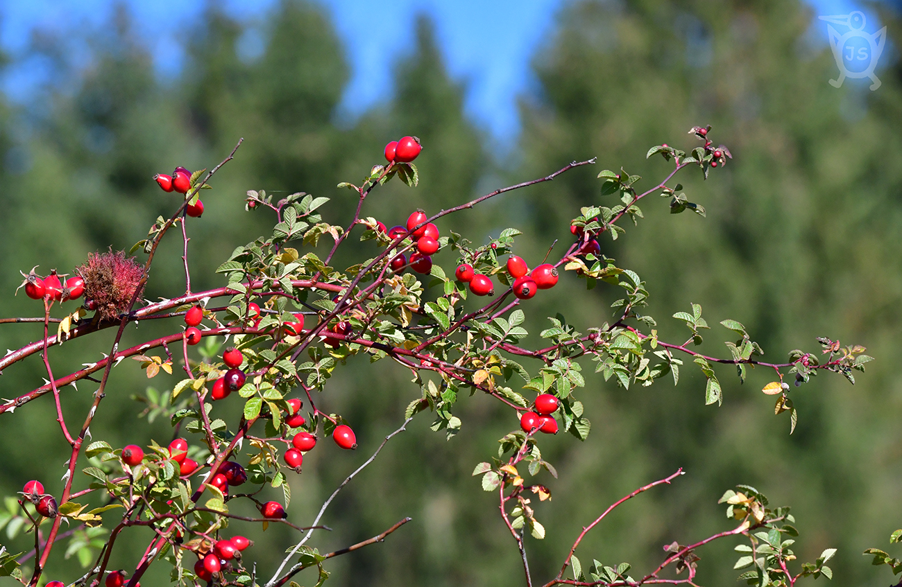 RŮŽE ŠÍPKOVÁ 1 (Rosa canina)