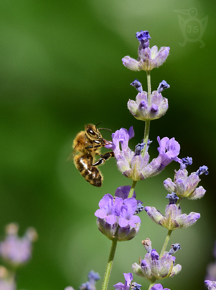 VČELA MEDONOSNÁ 2 (Apis mellifera)