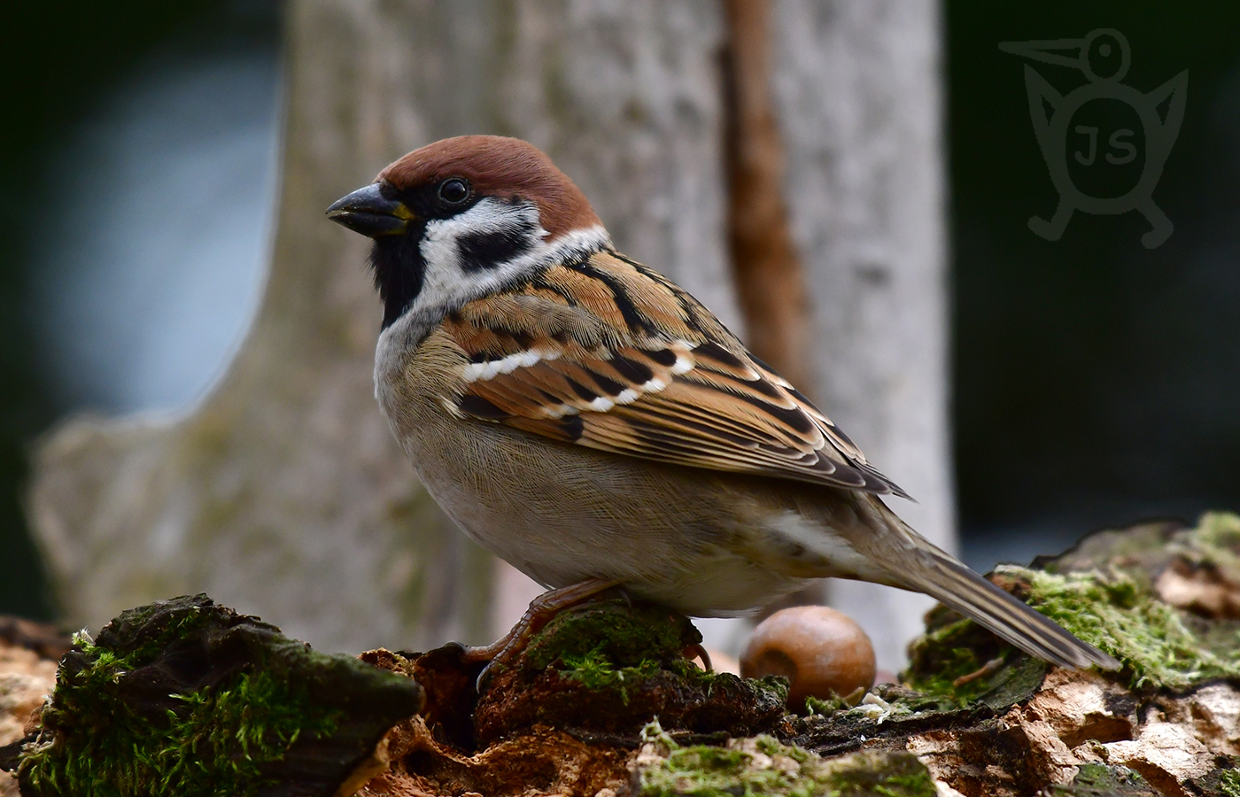 VRABEC POLNÍ 2 (Passer montanus)