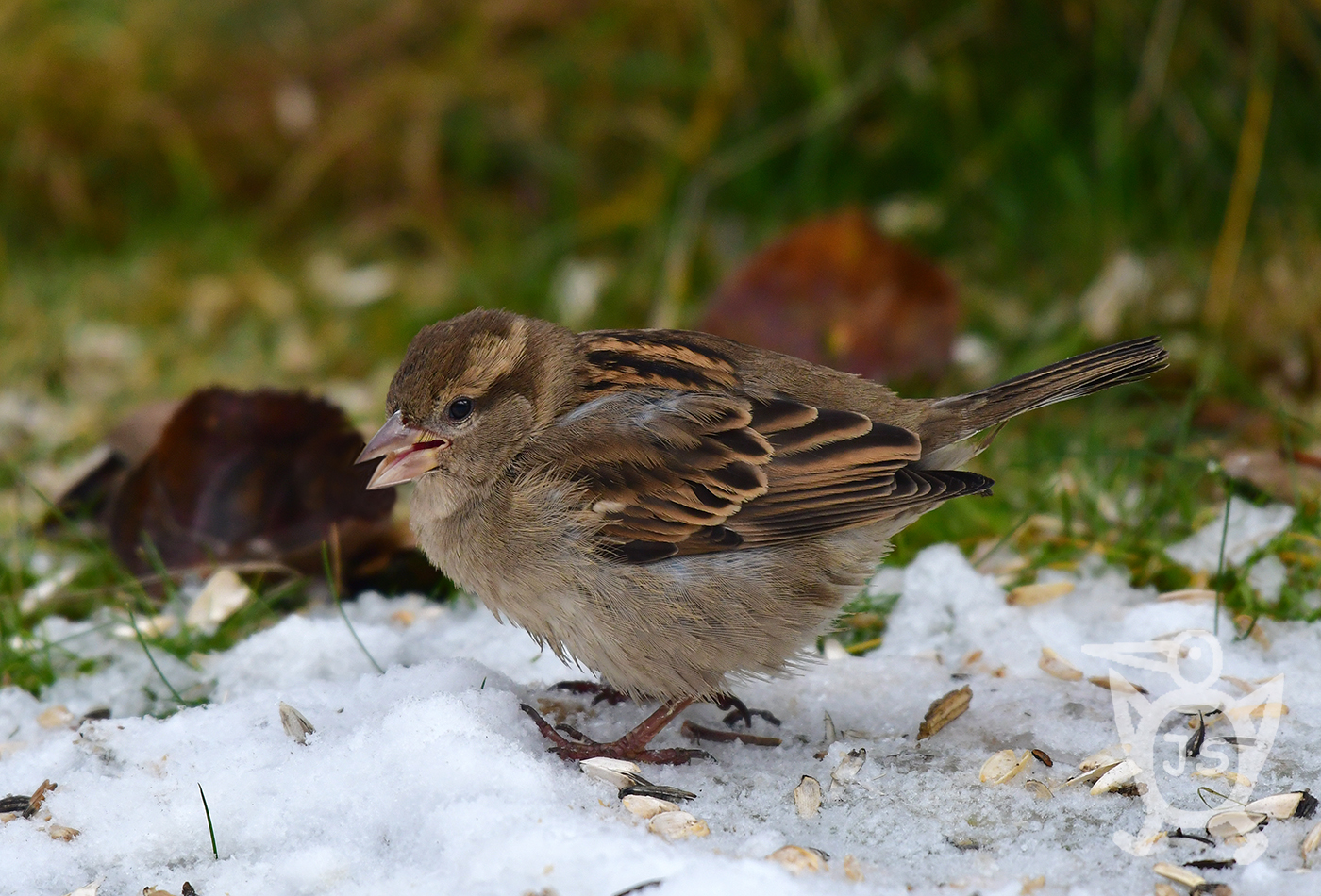 VRABEC POLNÍ 4 (Passer montanus)