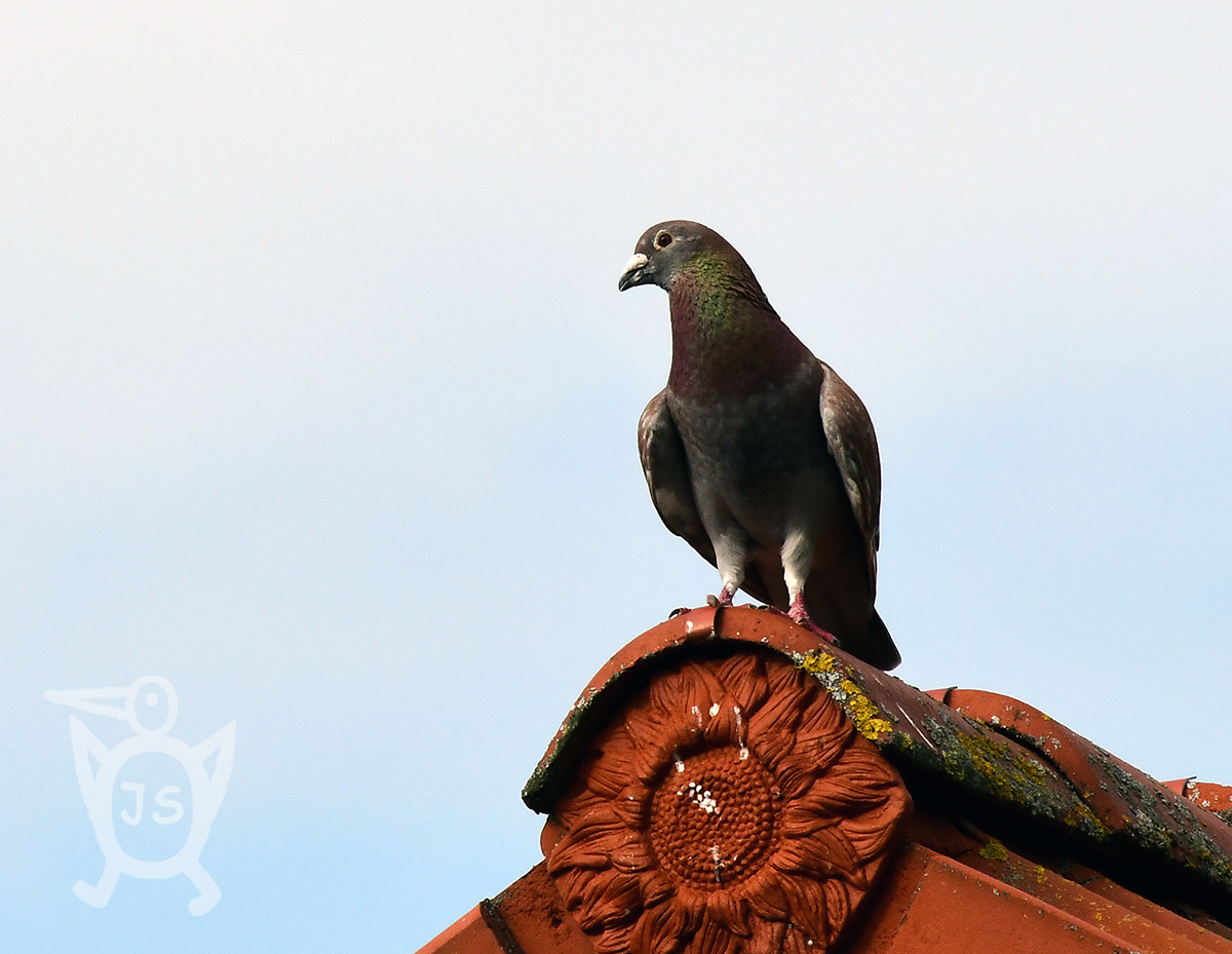 HOLUB DOUPŇÁK 1 (Columba oenas)