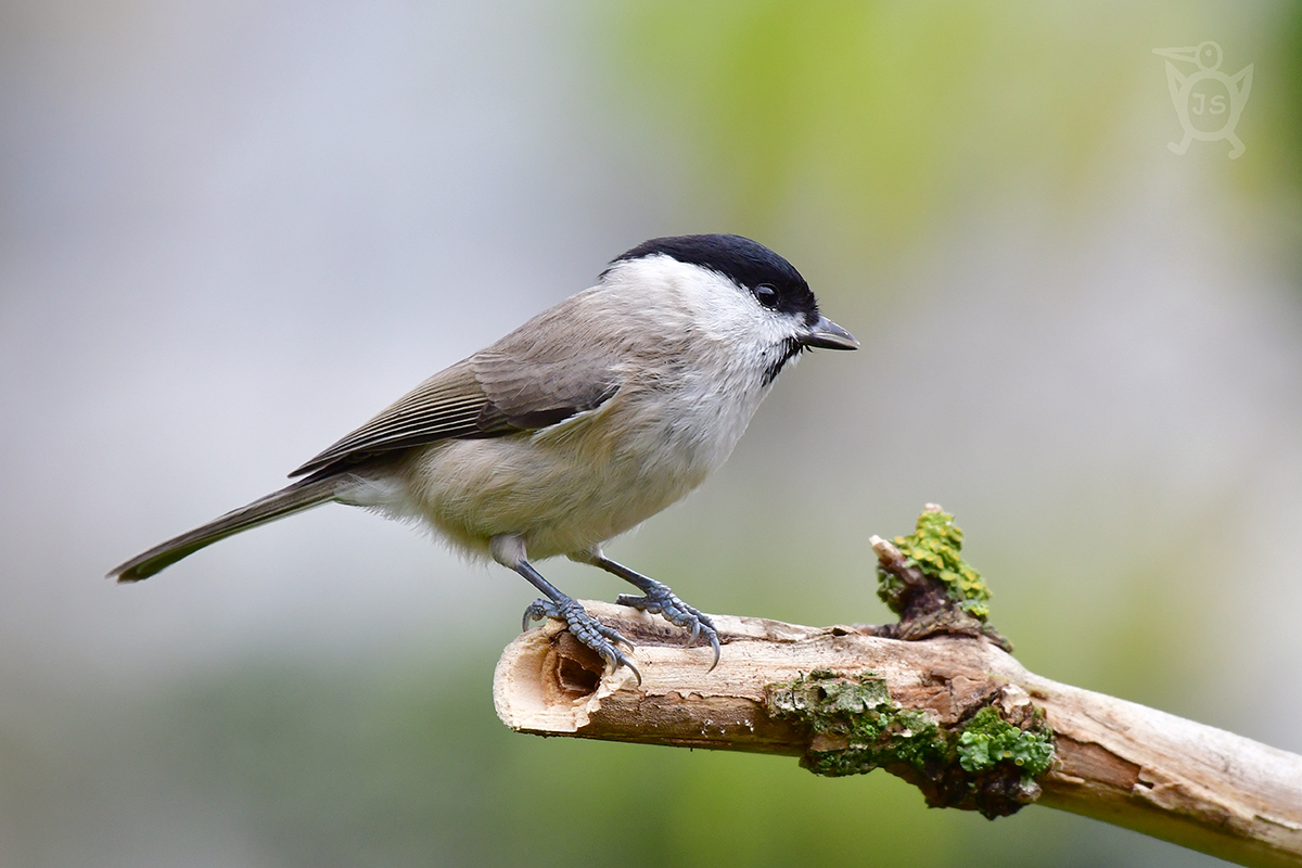 SÝKORA LUŽNÍ 2 (Parus montanus)