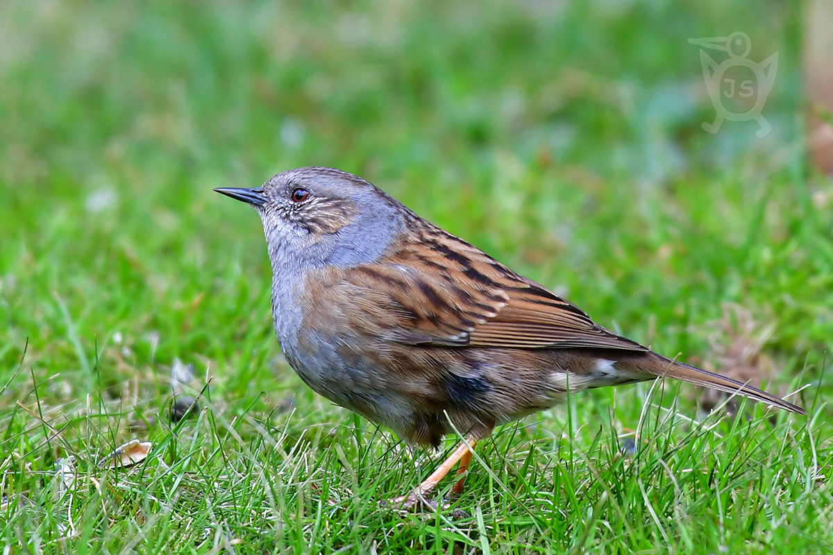 PĚVUŠKA MODRÁ 1 (Prunella modularis)