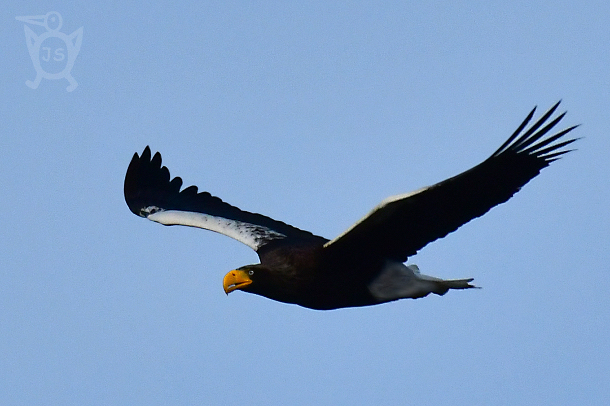 OREL VÝCHODNÍ 2 ((Haliaeetus pelagicus)