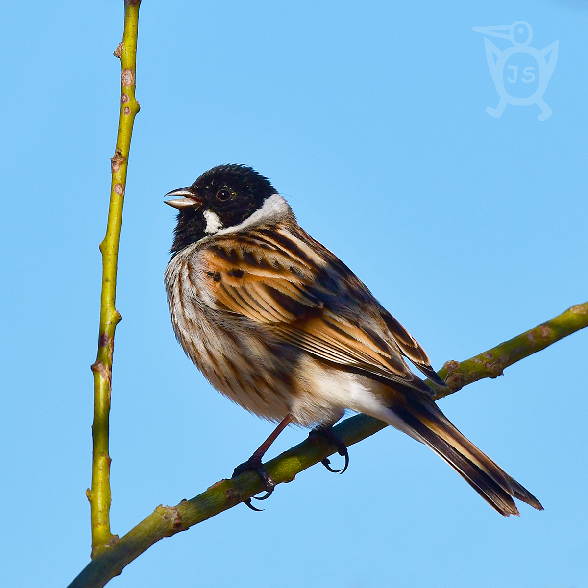 STRNAD RÁKOSNÍ 1 (Emberiza schoeniclus)