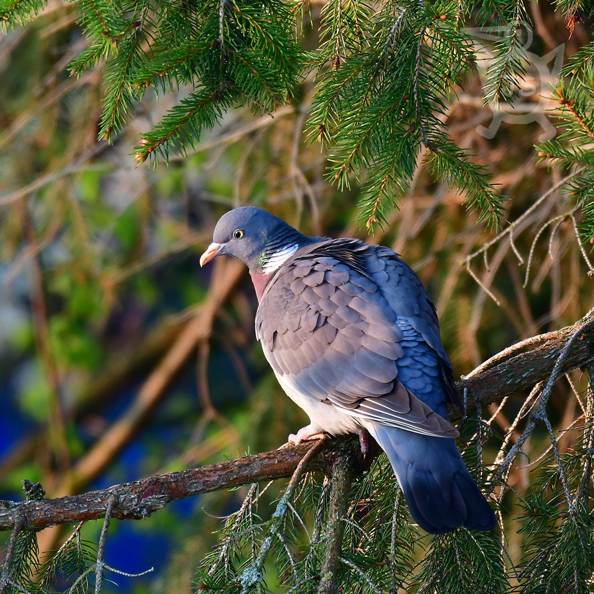 HOLUB HŘIVNÁČ 1 (Columba palumbus)